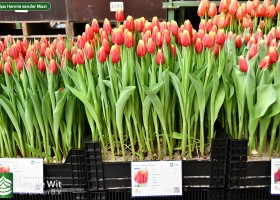 Tulipa Hennie vander Most ® (1)
